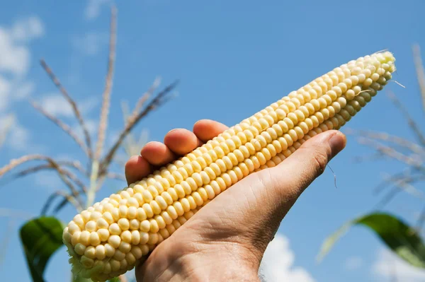 Nezpracovaná kukuřice v ruce — Stock fotografie