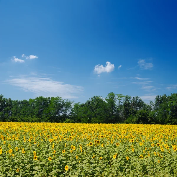 Fältet med solrosor — Stockfoto