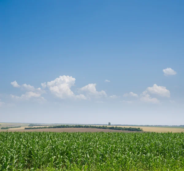 Поле с зеленой кукурузой — стоковое фото