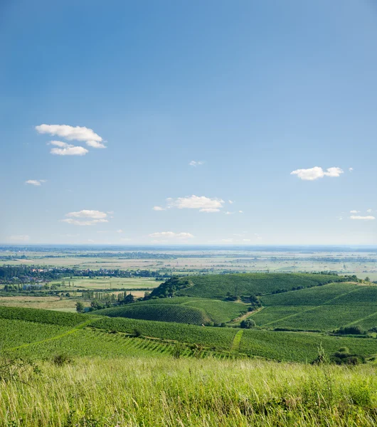 View to vineyards — Stock Photo, Image