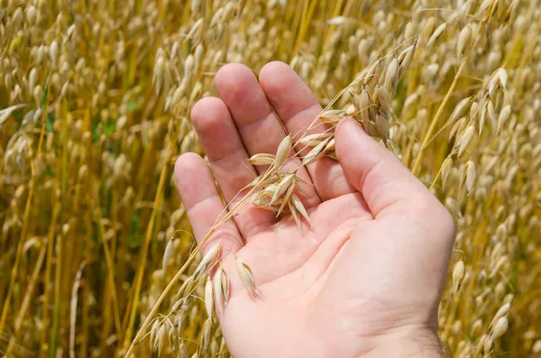 Gold harvest in hand — Stock Photo, Image