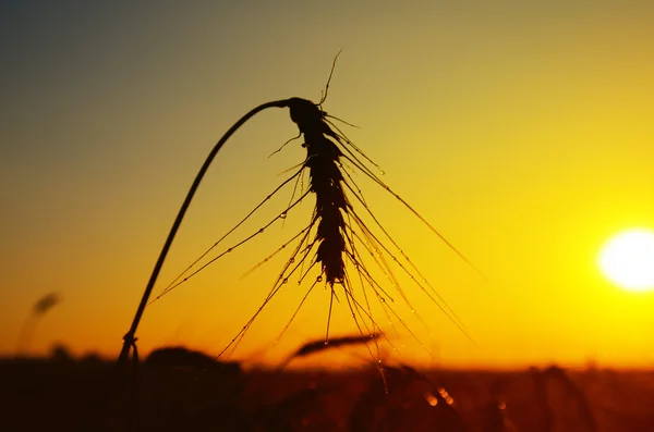 Wheat on sunset — Stock Photo, Image