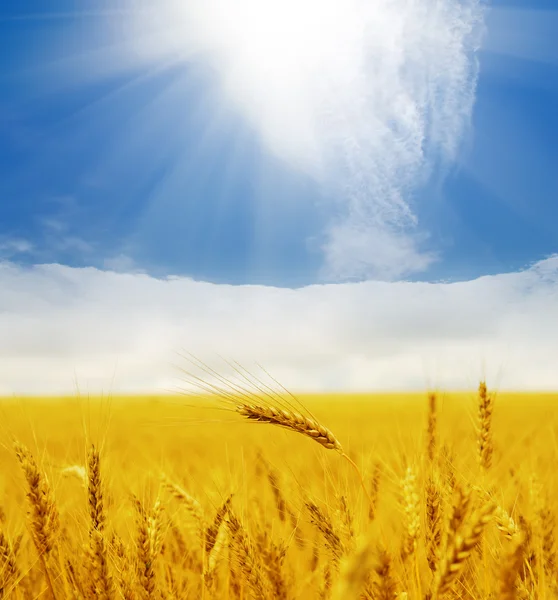 Sun over golden field — Stock Photo, Image