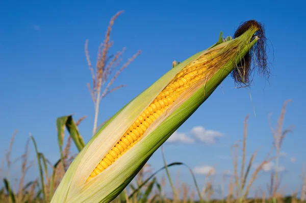 Maïs op de kolf met schil — Stockfoto