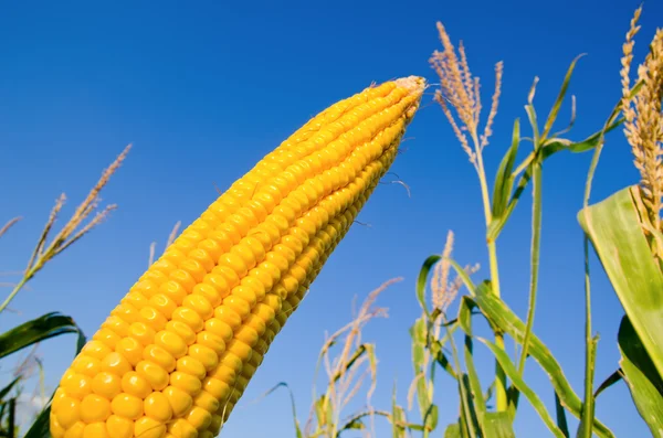 Surowy kukurydzy — Zdjęcie stockowe