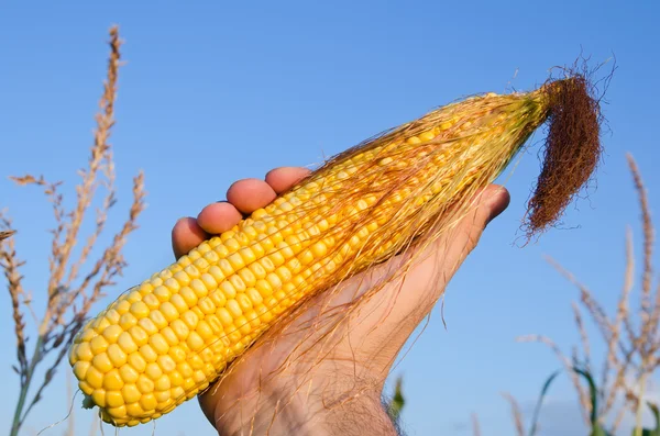 Złoty kukurydzy w ręku — Zdjęcie stockowe