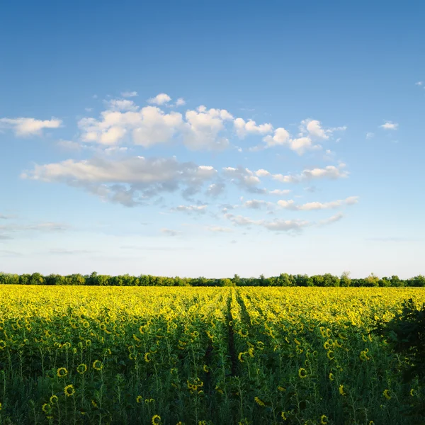 Feld mit Sonnenblumen — Stockfoto