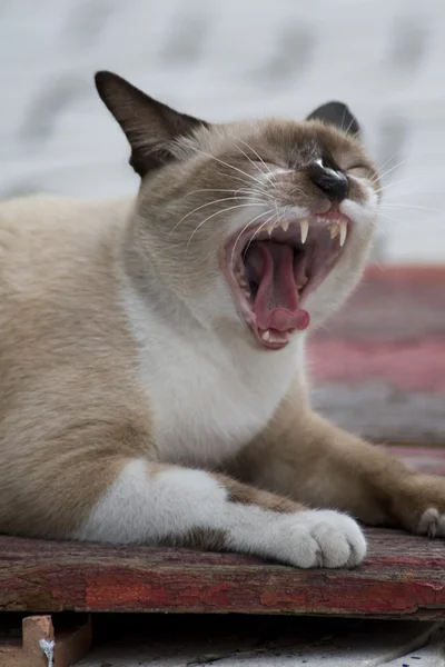 Gato tailandés Fotos de stock libres de derechos