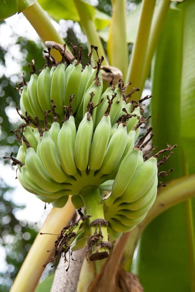 Zöld banán Stock Fotó