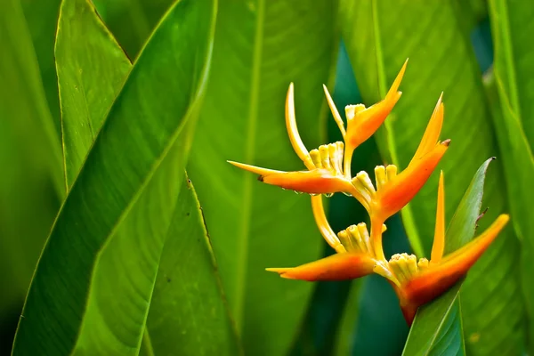 stock image Bird of paradise