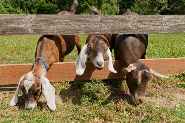 Three Goats clipart