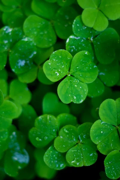 stock image Clover background