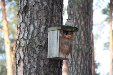 nest kutu üstüne oturan serçe