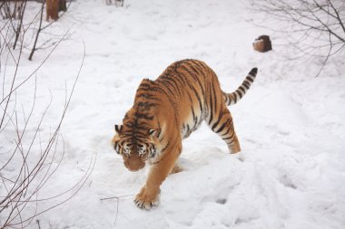 Tiger walking in snow clipart