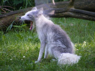 Yawning arctic fox in summer clipart