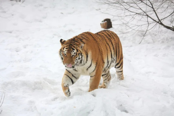 Тигр ходит по снегу и облизывает верхнюю губу. — стоковое фото