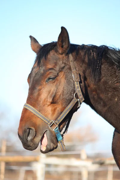 Vecchio cavallo bruno che sbadiglia — Foto Stock