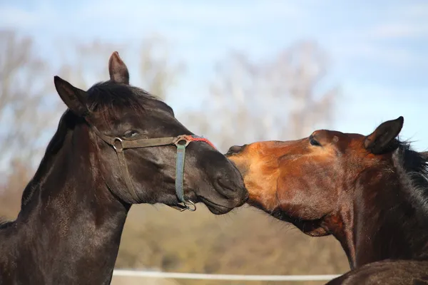 Cavalos pretos e castanhos lutando — Fotografia de Stock