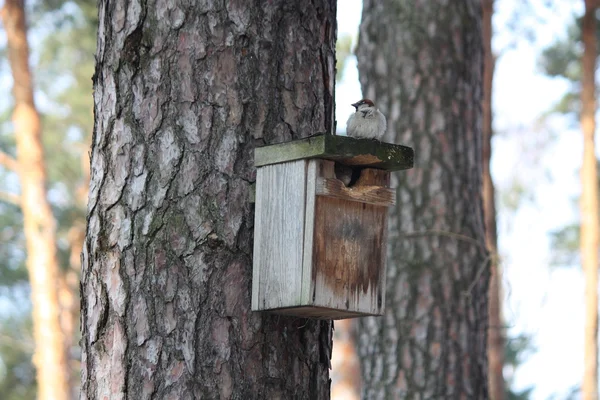 stock image Sparrow sitting on the top on nest box