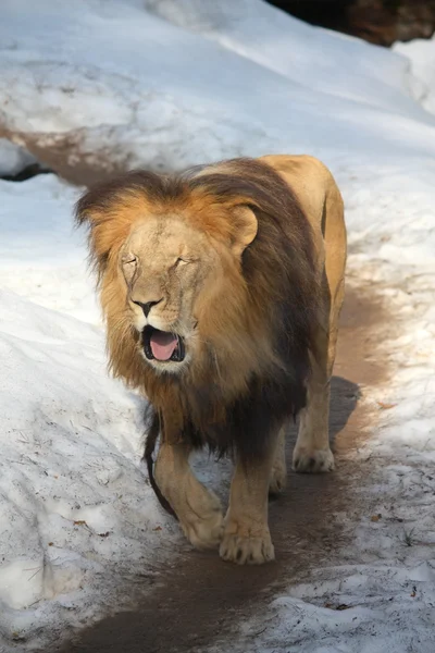 Yawning lion walking in snow — Stock Photo, Image