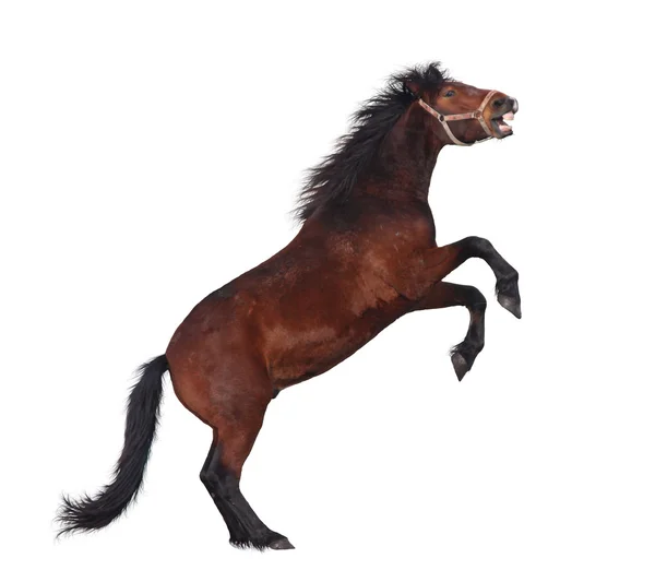 Cavalo marrom em pé sobre as pernas traseiras isolado no branco — Fotografia de Stock