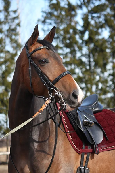Cavalo castanho com belas munições — Fotografia de Stock