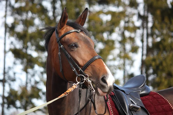 Beautiful bay horse with bridle and saddle — Stock Photo, Image