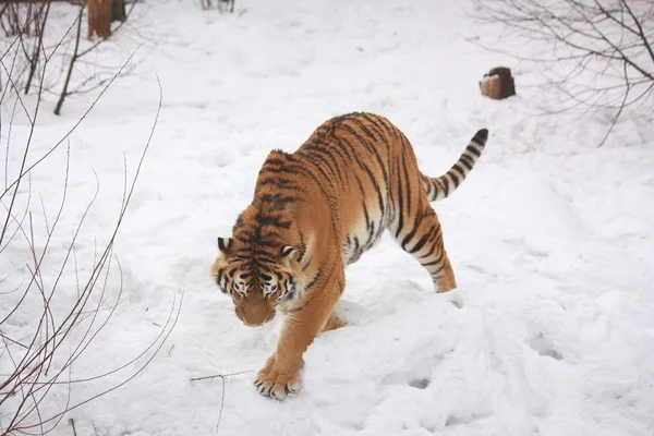 Тигр, що йде снігом — стокове фото