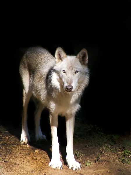 Lobo gris en la oscuridad — Foto de Stock