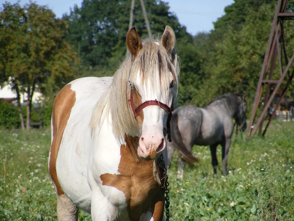 Skewbald кінь портрет — стокове фото