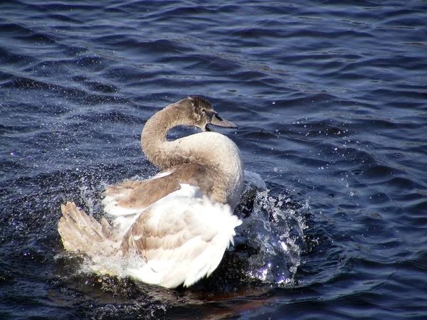 Cisne jovem acenando suas asas e gritando — Fotografia de Stock