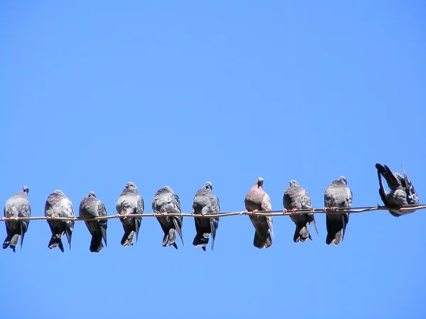 Tauben sitzen auf Kabel — Stockfoto