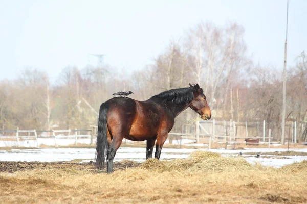 Corvo sentado em cavalo marrom — Fotografia de Stock