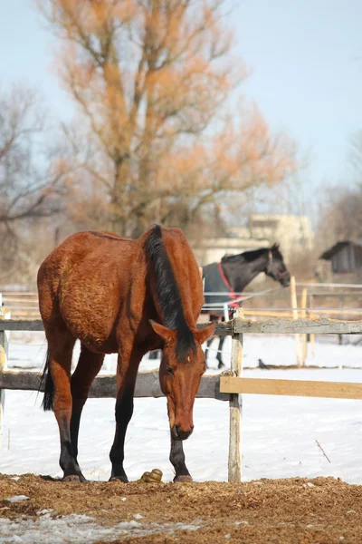 Staré hnědé koně stojící poblíž farmy plot — Stock fotografie