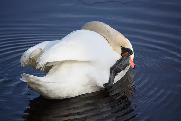 White swan hiding his head under his foot — Stock Photo, Image