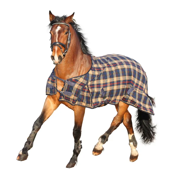 stock image Trotting brown horse in clothe isolated on white