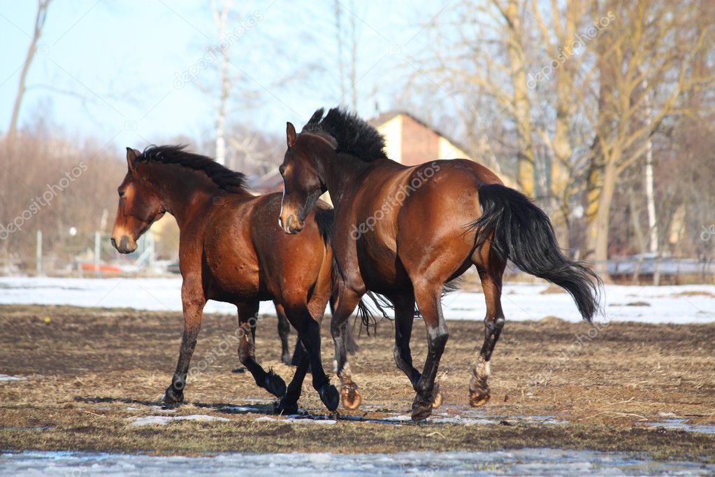 Two brown horses galloping away