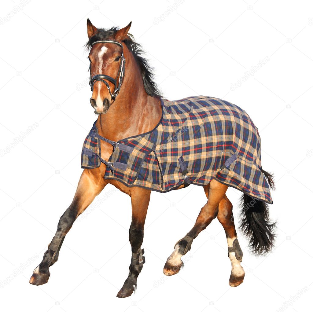 Trotting brown horse in clothe isolated on white