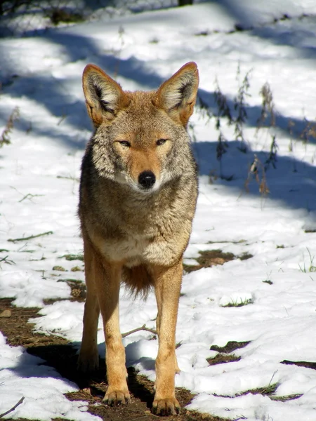 Coyote parado en la nieve — Foto de Stock