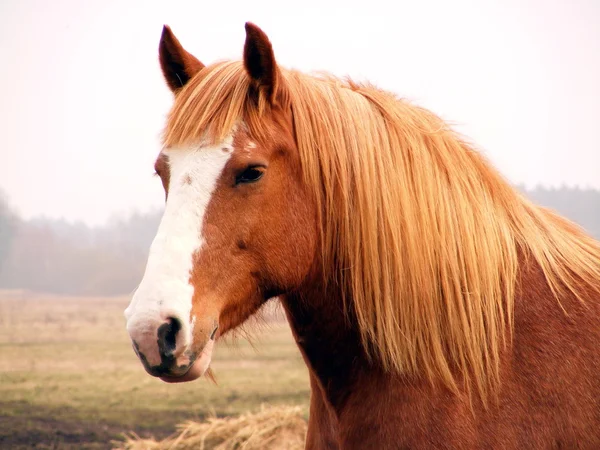 Close up of palomino draft horse — Stock Photo, Image