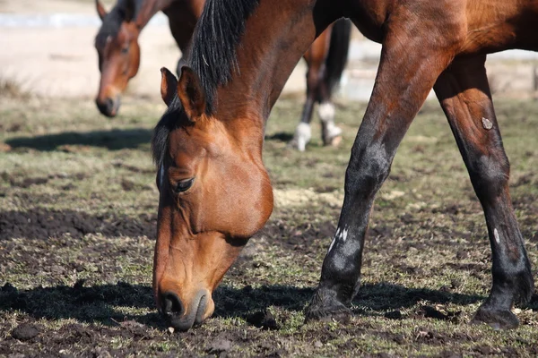 Brązowy Koń jedzący trawę młodych — Zdjęcie stockowe