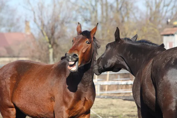 Barna ló és fekete ló állandó egymás közelében lónyerítéssel — Stock Fotó