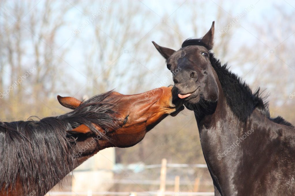 Brown horse kissing black horse