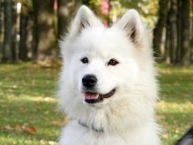 Beyaz samoyed portre