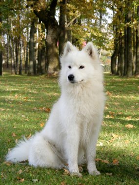 Samoyed sitting in the forest clipart