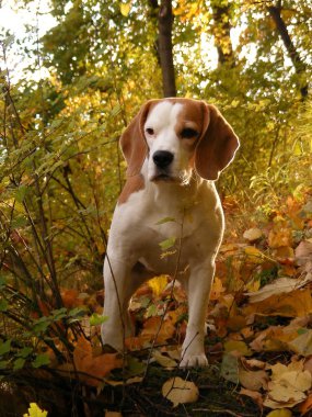 Beagle standing in bushes in forest clipart