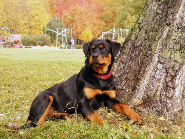 Rottweiler lying near the tree in park in autumn clipart