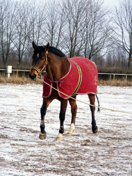 Bay cavallo in tappeto di iuta rossa sulla lunge line — Foto Stock