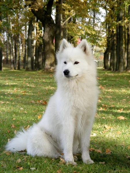 Samoyed sitting in the forest — Stock Photo, Image