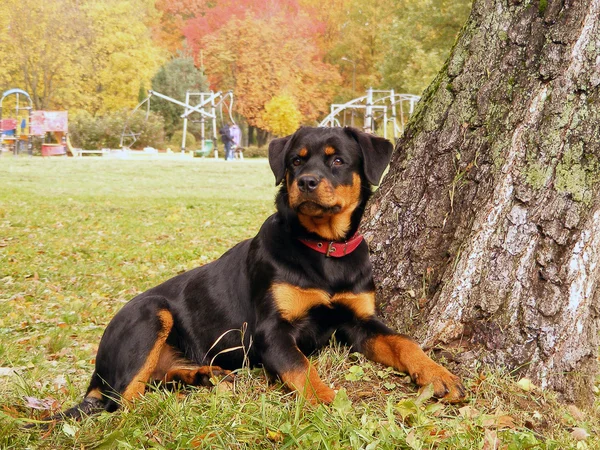 Rottweiler deitado perto da árvore no parque no outono — Fotografia de Stock